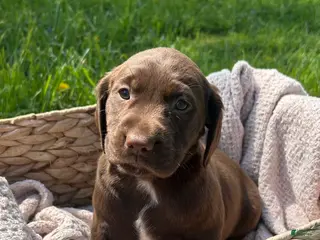 Mixed Breed dogs Willow - Ad 12