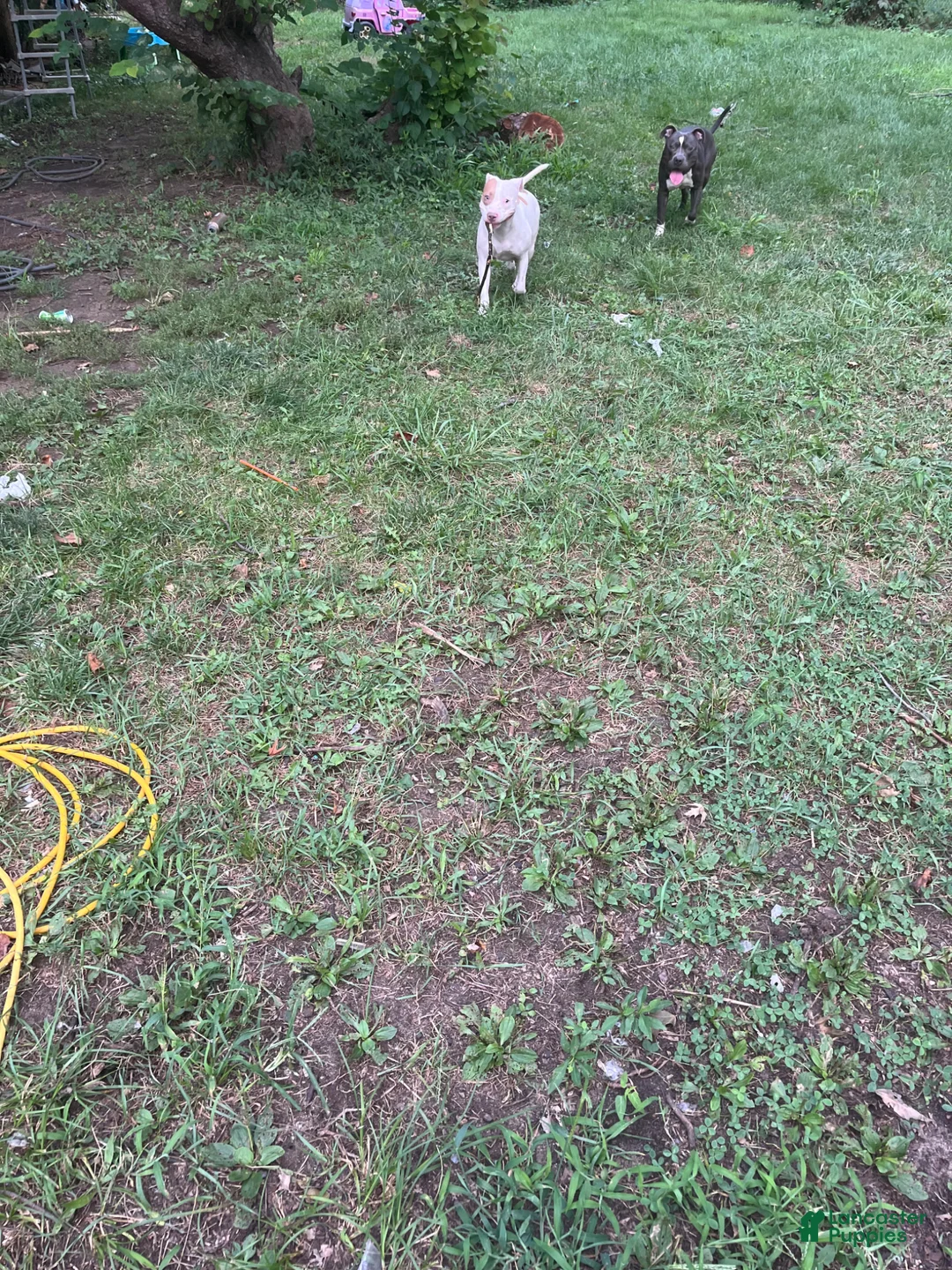 American Pit Bull Terrier dogs for sale: American Pit Bull Terrier Puppy 2 - Ad 5