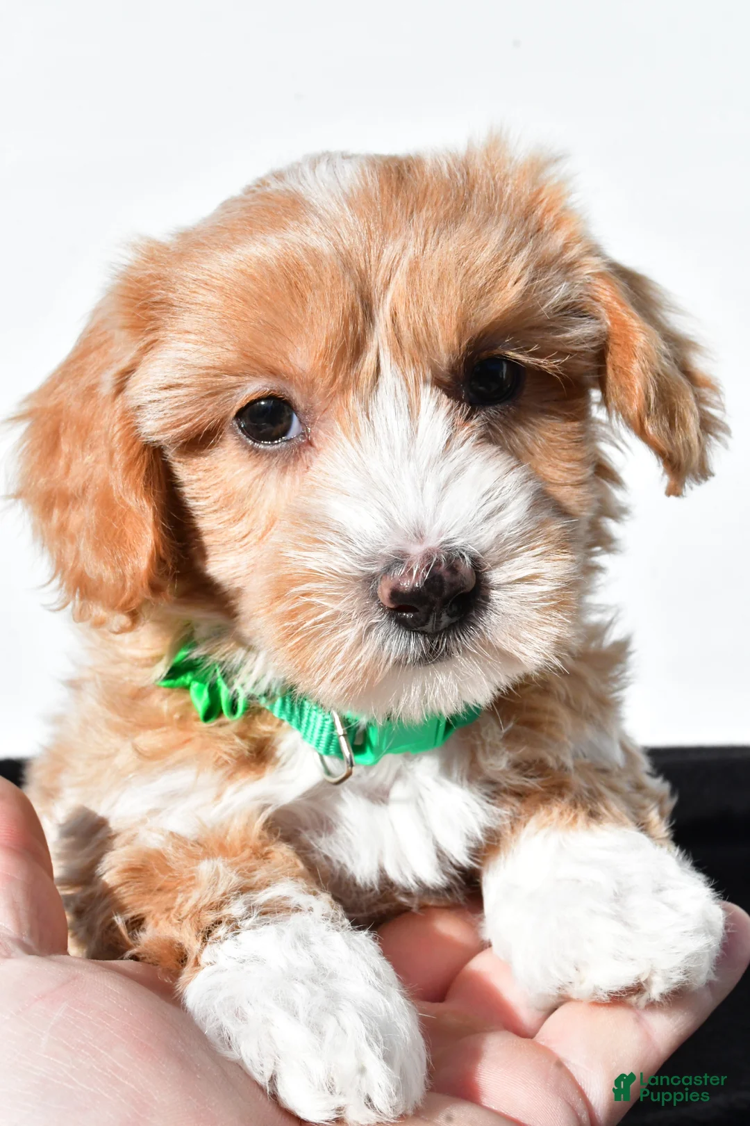 Maltipoo dogs for sale: Molly - Ad 2