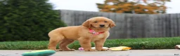 Golden Retriever dogs for sale: Maverick — Your New Golden Best Friend! 🐾 - Ad 3
