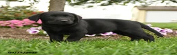 Labrador Retriever dogs for sale: Daisy - Ad 3