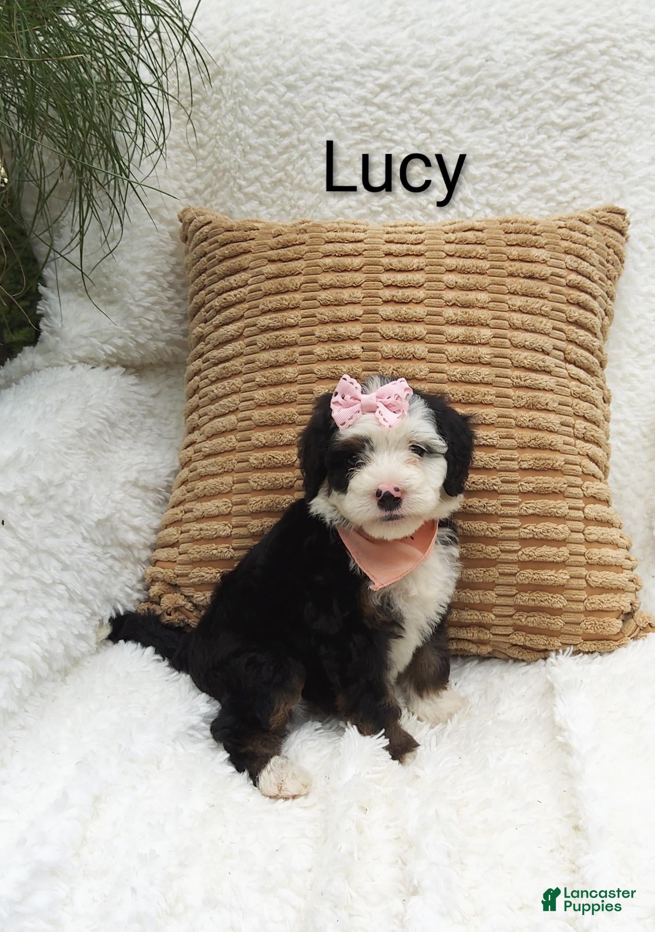 Mini Bernedoodle dogs Lucy  - Ad 12