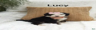 Lucy 