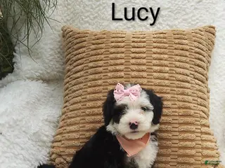 Mini Bernedoodle dogs Lucy - Ad 36