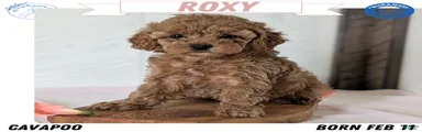 Roxy