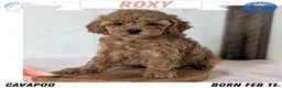 Cavapoo dogs for sale: Roxy - Ad 1