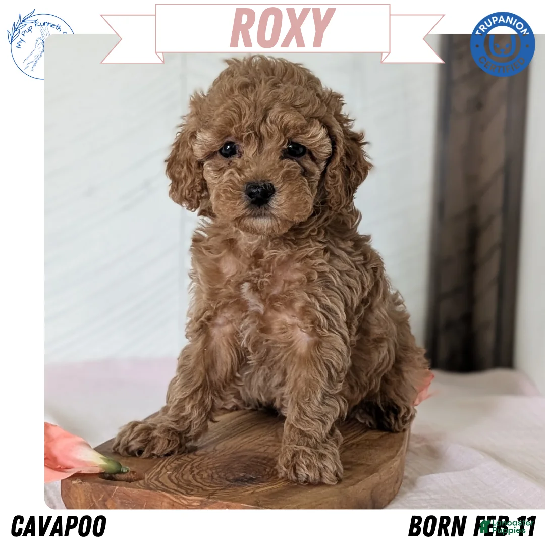 Cavapoo dogs for sale: Roxy - Ad 1