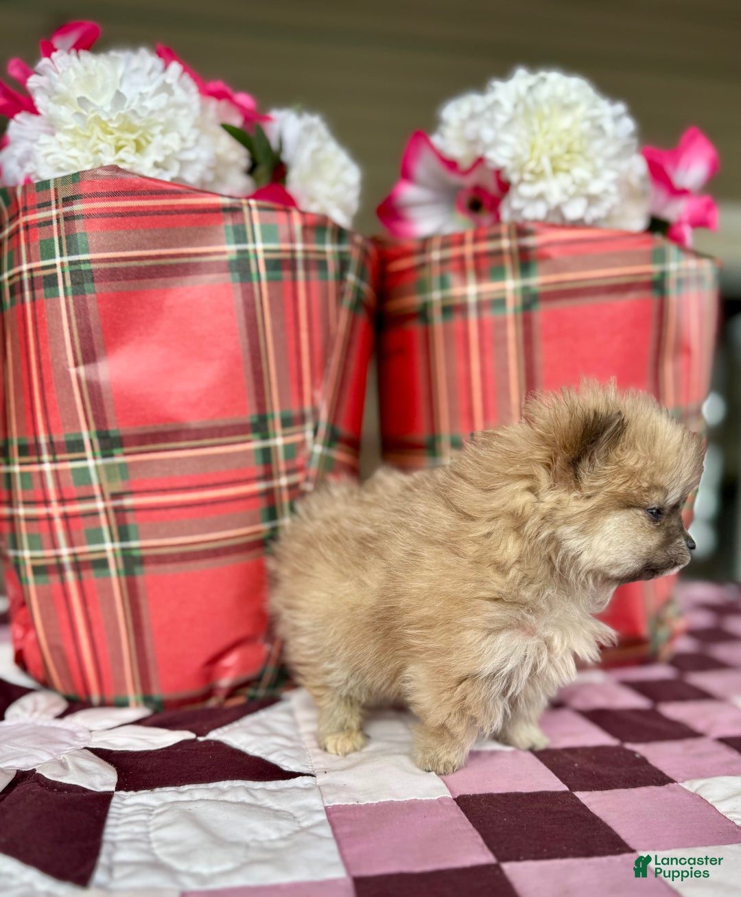 Pomeranian dogs for sale: Holly - Ad 2