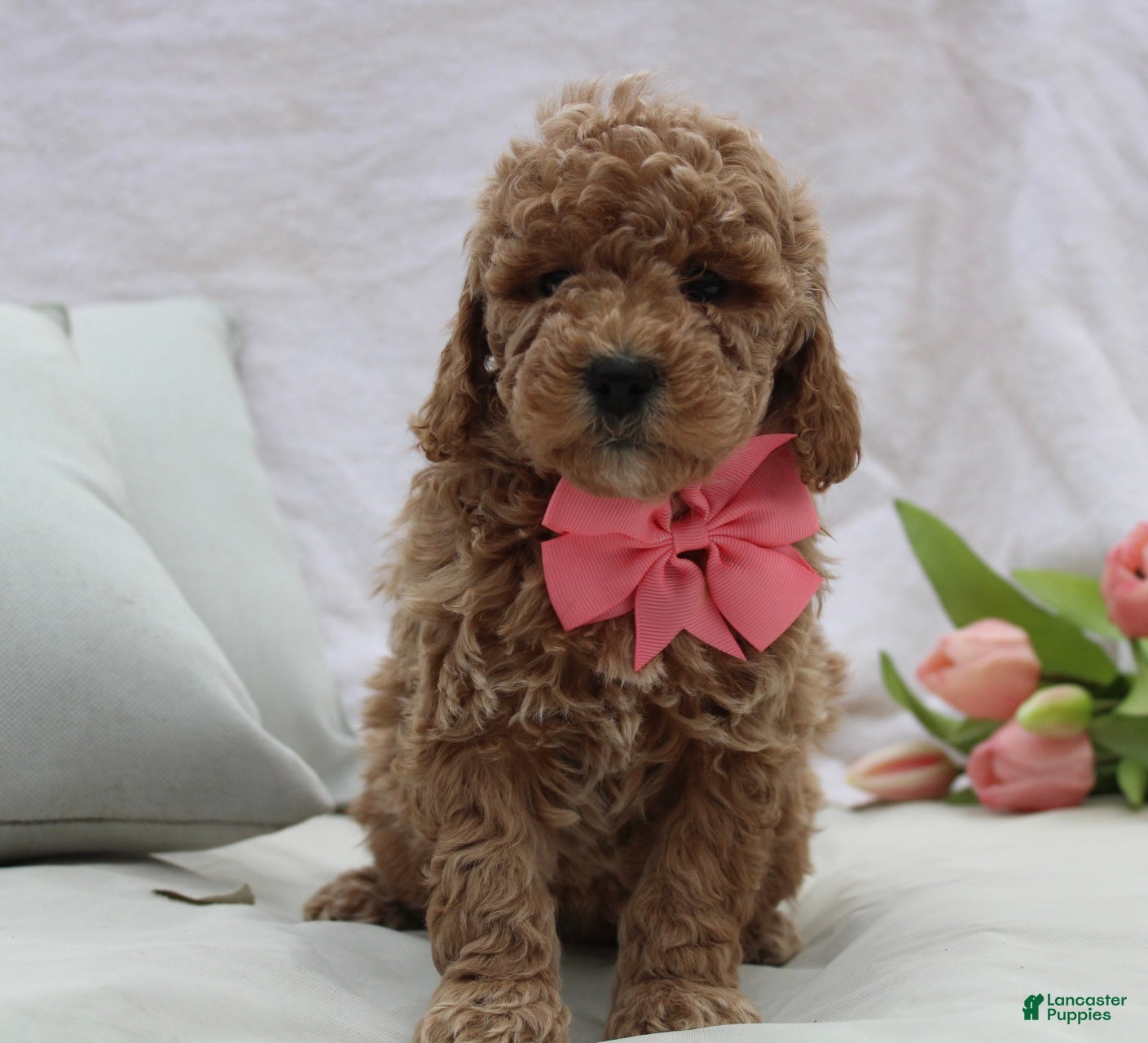 Mini Goldendoodle dogs Riley  - Ad 2