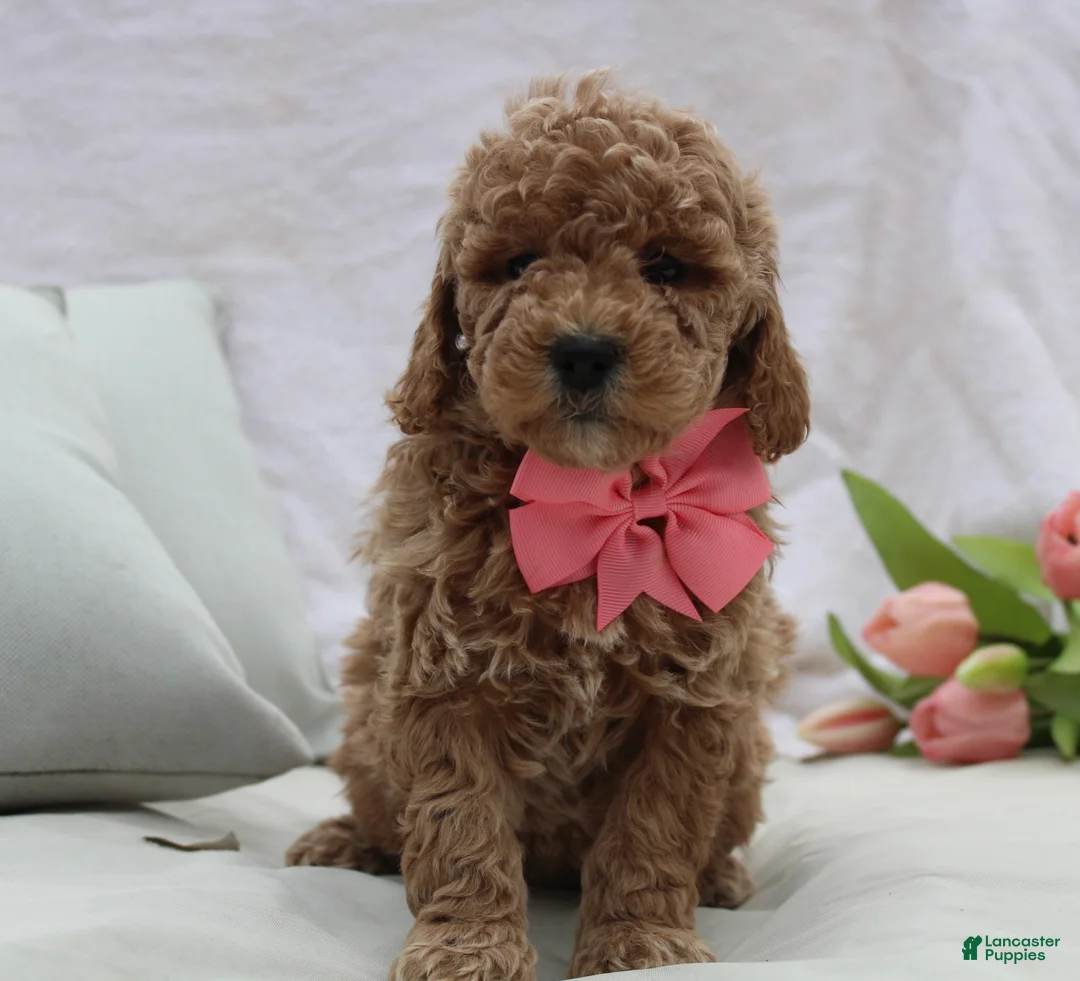 Mini Goldendoodle dogs for sale: Riley  - Ad 2