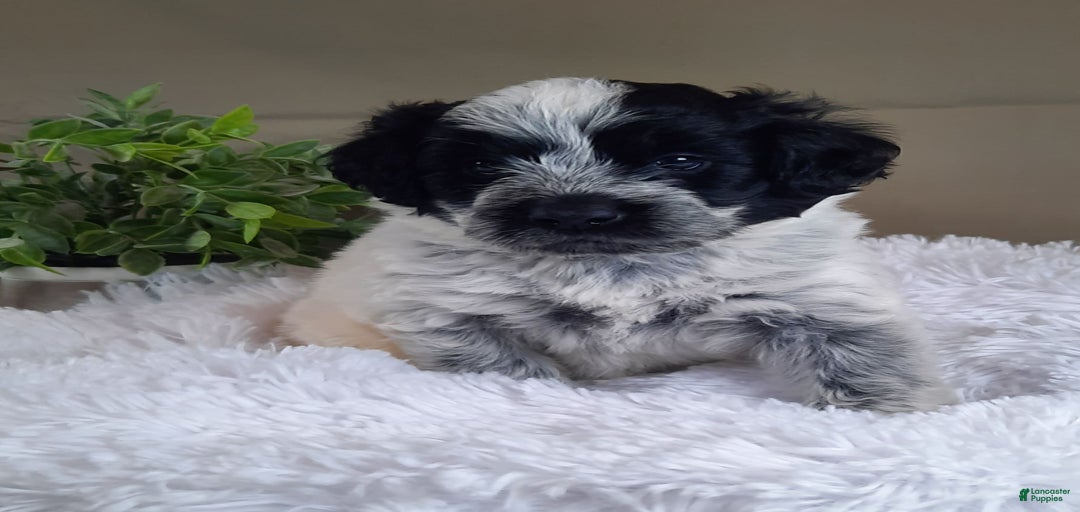 Gallery Image {{count}}