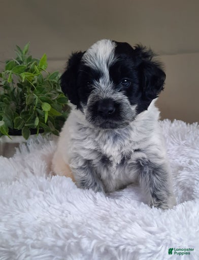 Gallery Image {{count}}