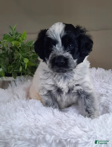 Gallery Image {{count}}