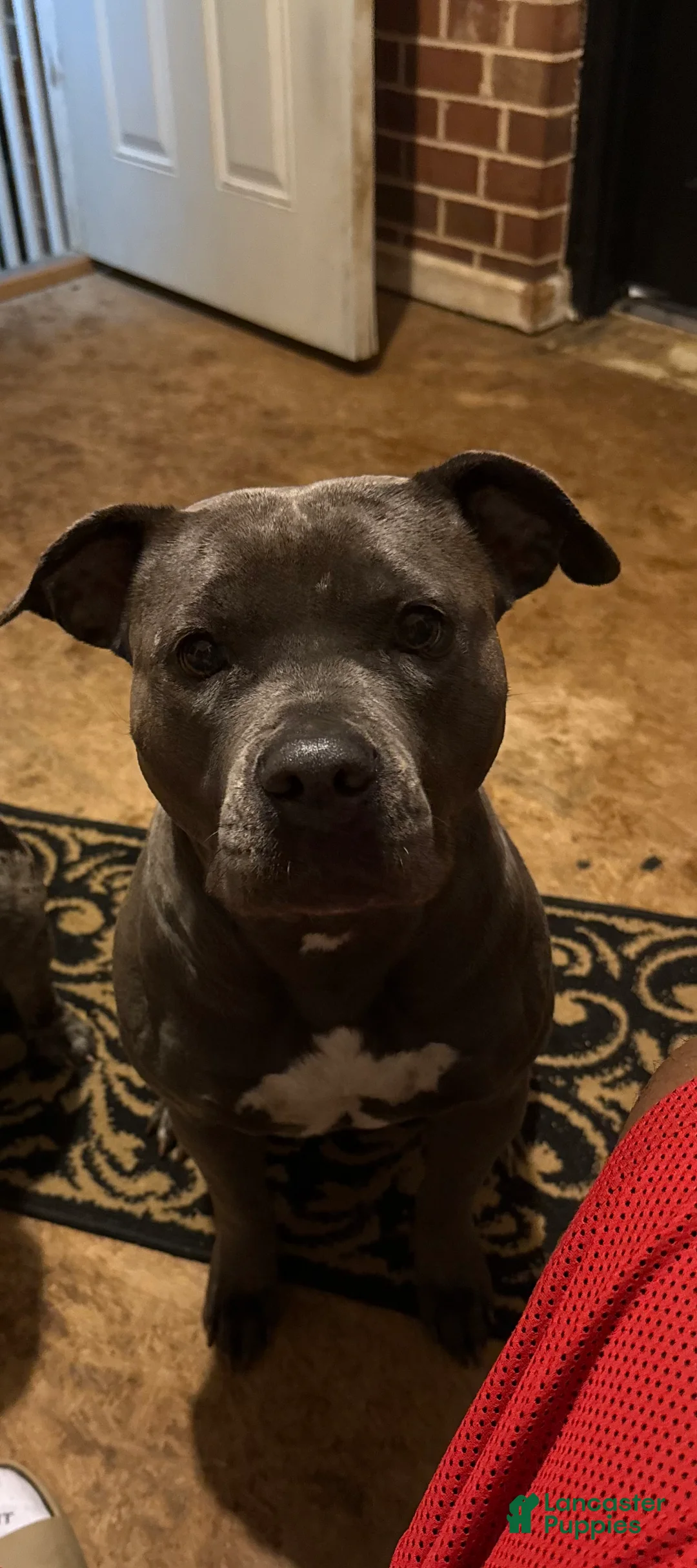 Mixed Breed dogs for sale: Mixed Breed Puppy 8 - Ad 4