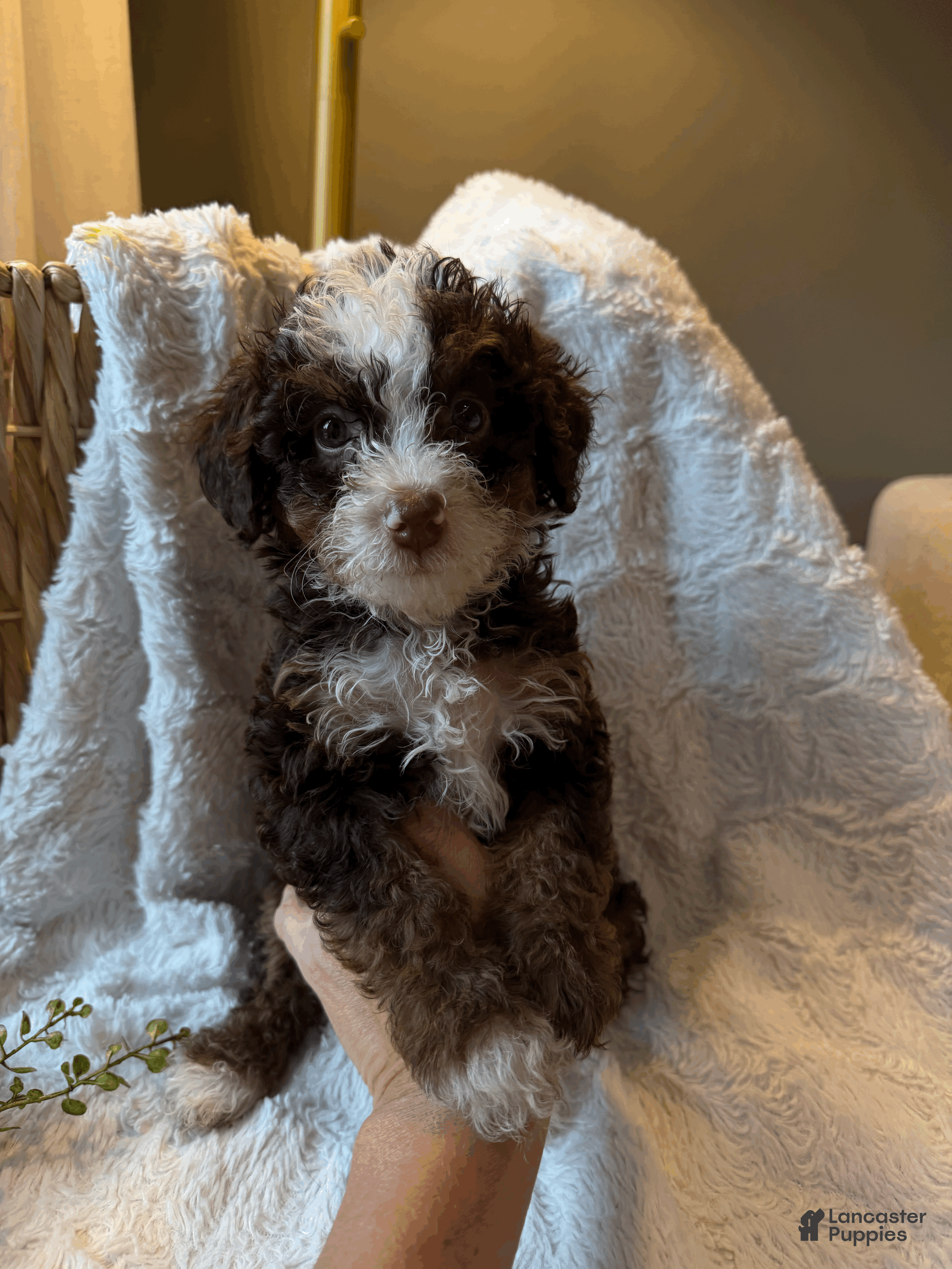 Mini Bernedoodle dogs Hazel - Ad 2