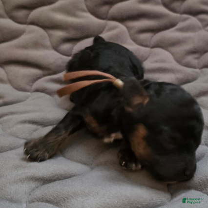 Toy Poodle dogs Eli - Ad 5