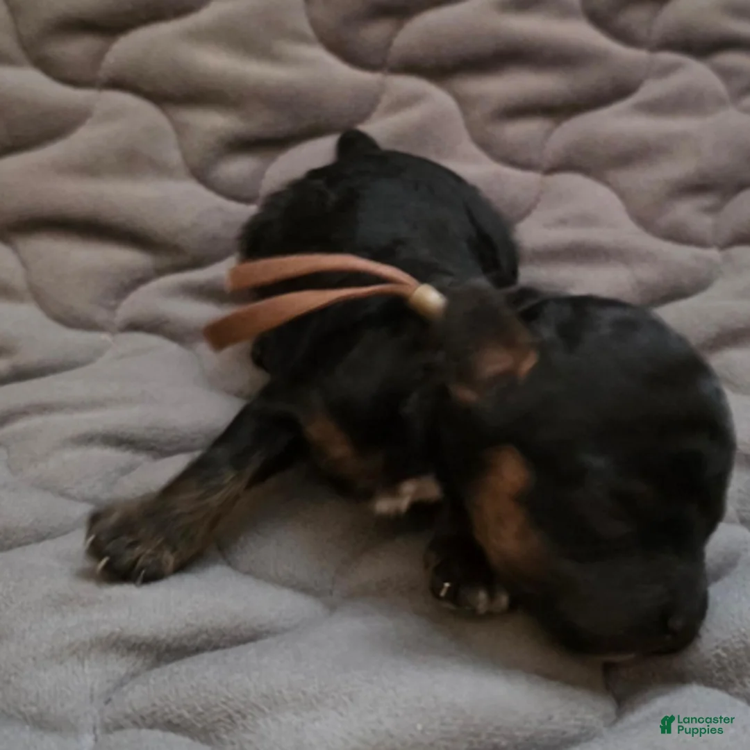 Toy Poodle dogs for sale: Eli - Ad 1