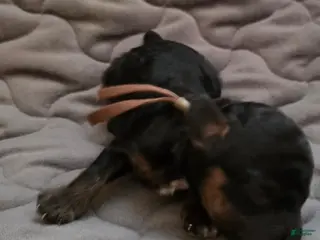 Toy Poodle dogs Eli - Ad 5