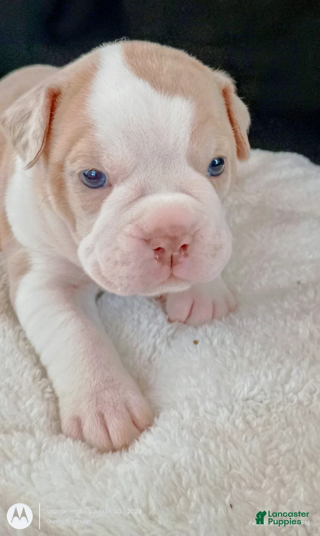 Olde English Bulldogge dogs for sale: Olde English Bulldogge Freya - Ad 4