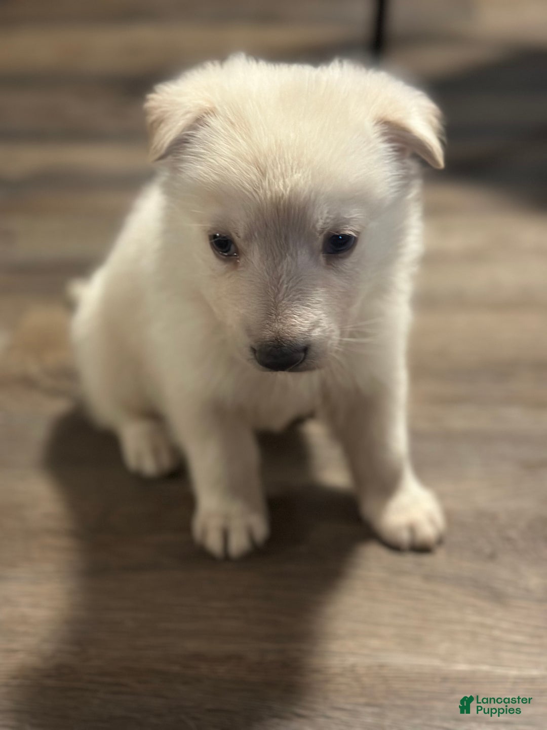 German Shepherd dogs for sale: German Shepherd Puppy 1 - Ad 2