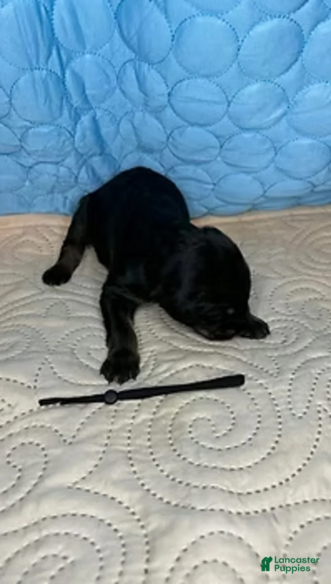 Mixed Breed dogs for sale: Rebel - Ad 3