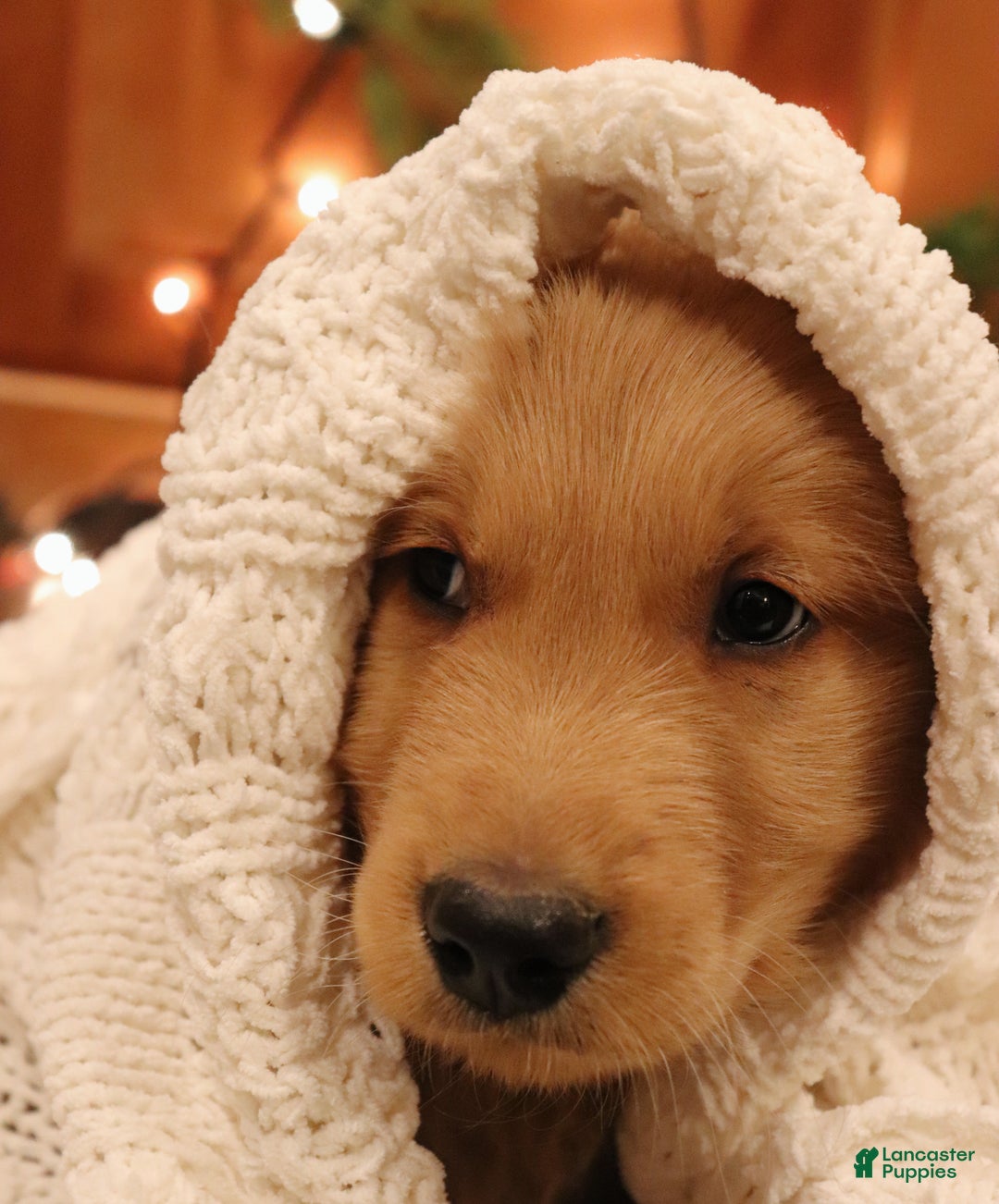 Golden Retriever dogs for sale: Romeo - Ad 2