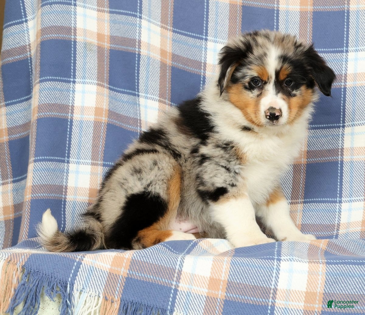 Australian Shepherd dogs Mae - Ad 1