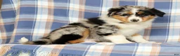 Australian Shepherd dogs for sale: Mae - Ad 1