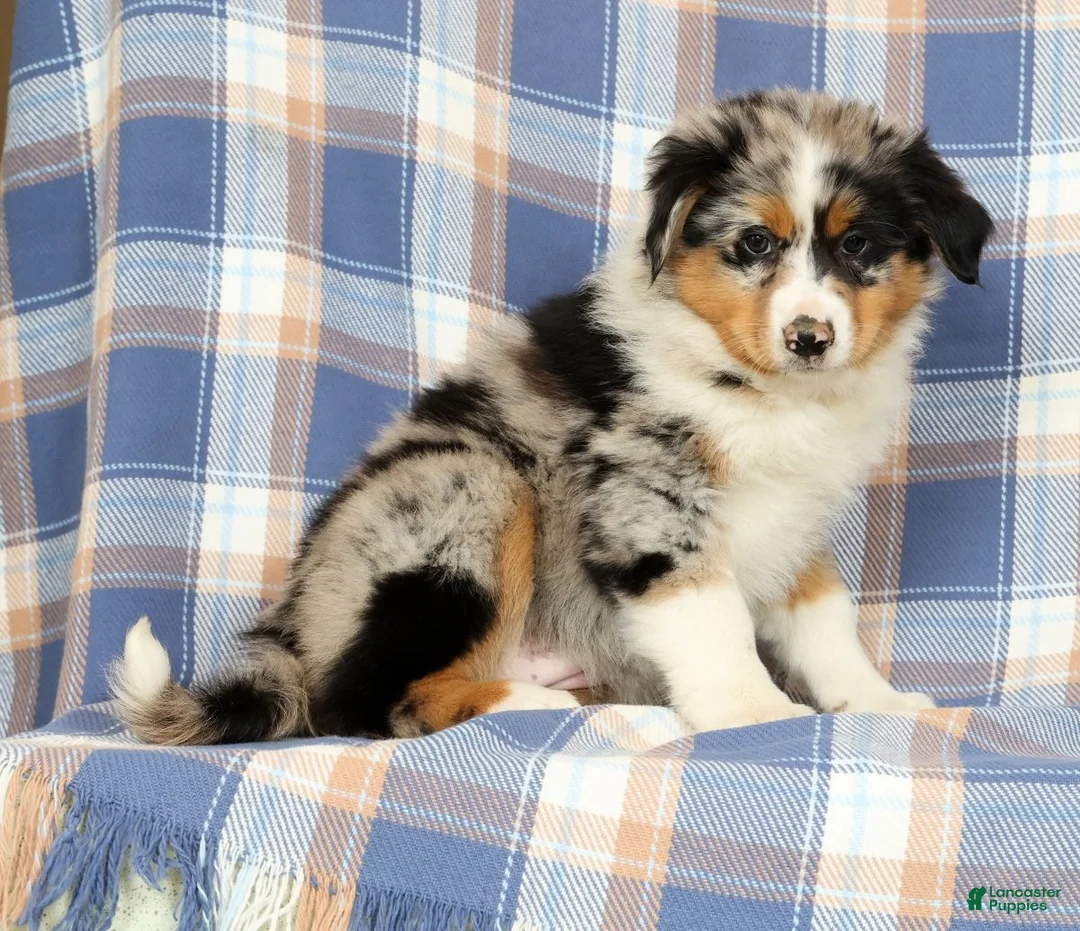 Australian Shepherd dogs for sale: Mae - Ad 1