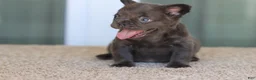 French Bulldog dogs for sale: French Bulldog Girl 1 - Ad 3
