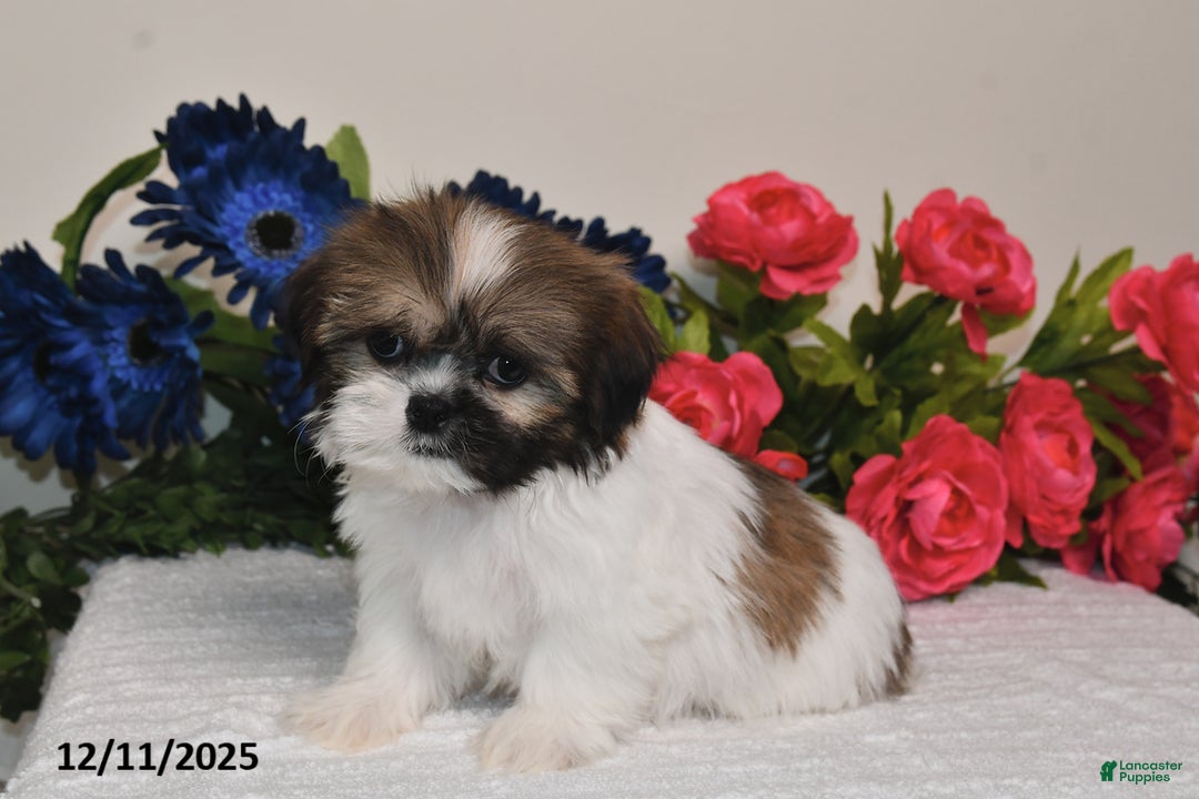 Shih Tzu dogs for sale: Connor - Ad 2