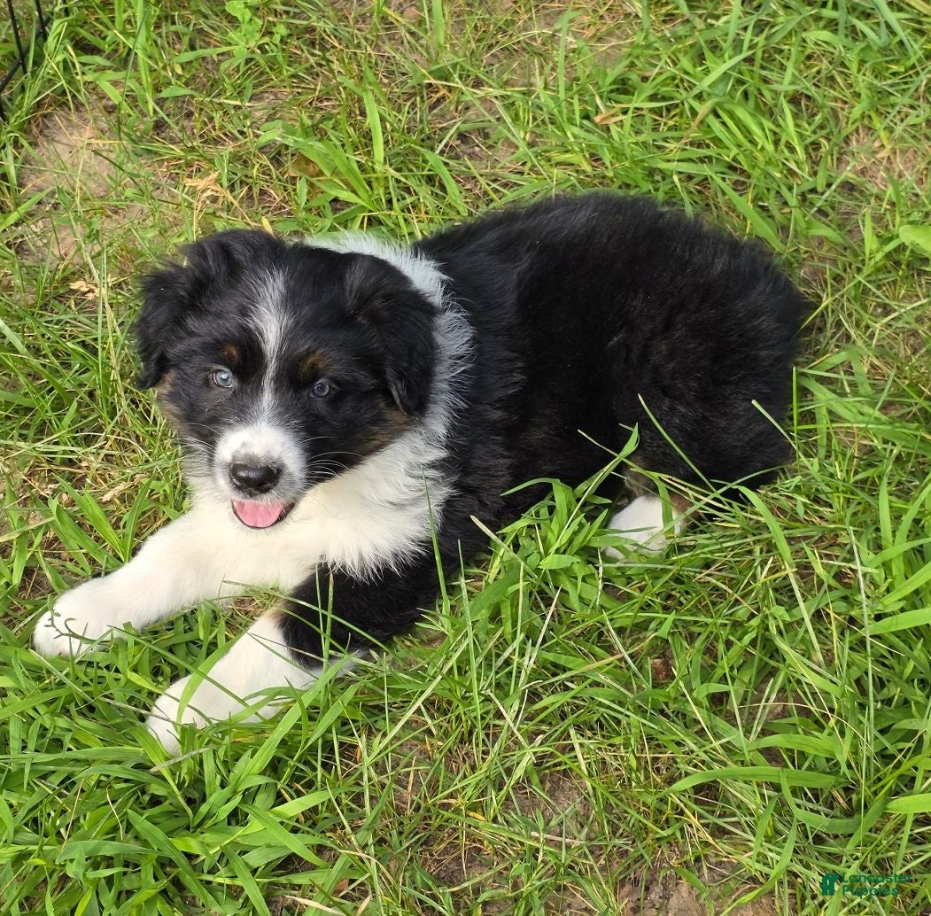 Australian Shepherd dogs Australian Shepherd 2 - Ad 1