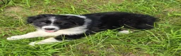 Australian Shepherd dogs for sale: Australian Shepherd 2 - Ad 1