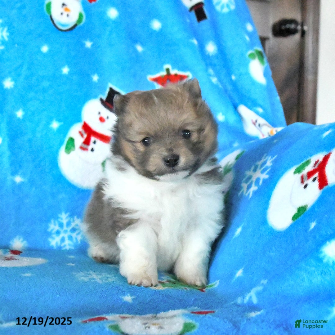 Pomeranian dogs for sale: Tootsie - Ad 4