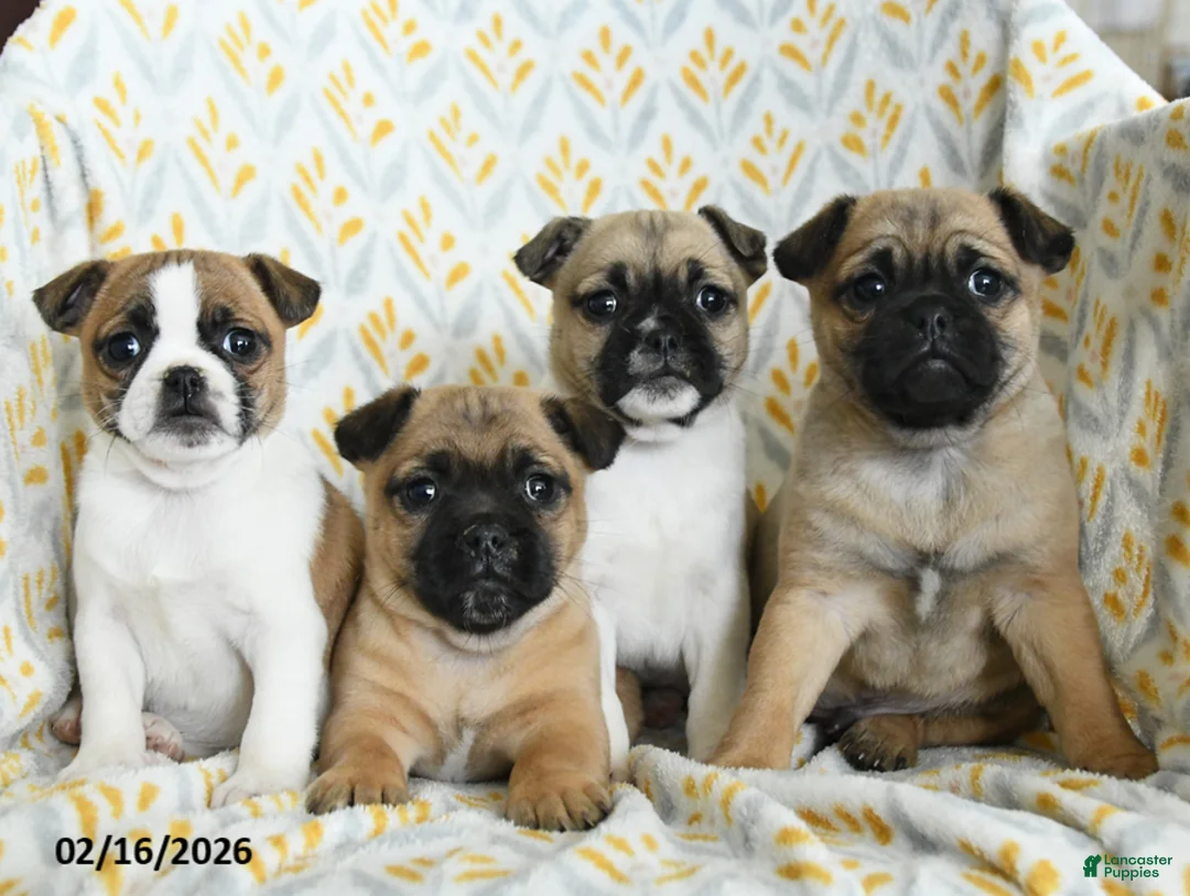 Jug dogs for sale: Lexi - Ad 3