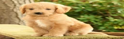 Mini Goldendoodle dogs for sale: Michelle - Ad 5