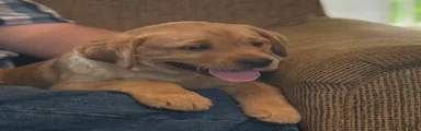 Buddy