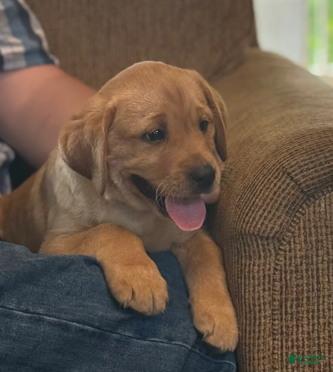 Labrador Retriever dogs for sale: Buddy - Ad 1