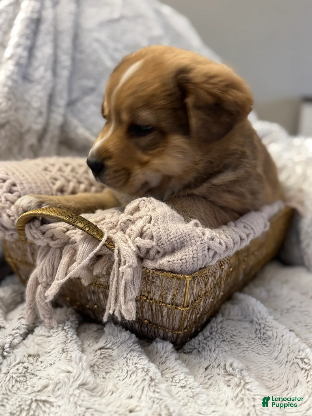 Mixed Breed dogs for sale: Frappé  - Ad 9