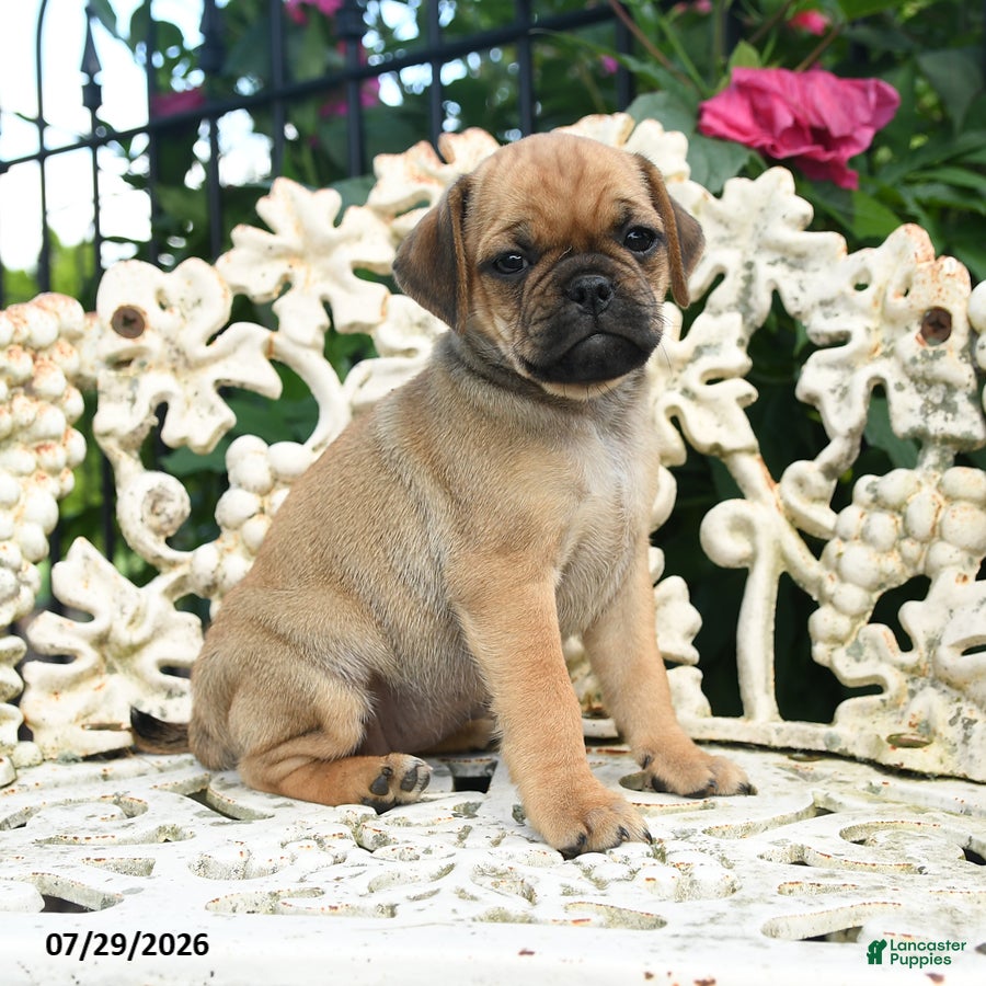 Jug dogs Suzy - Ad 1