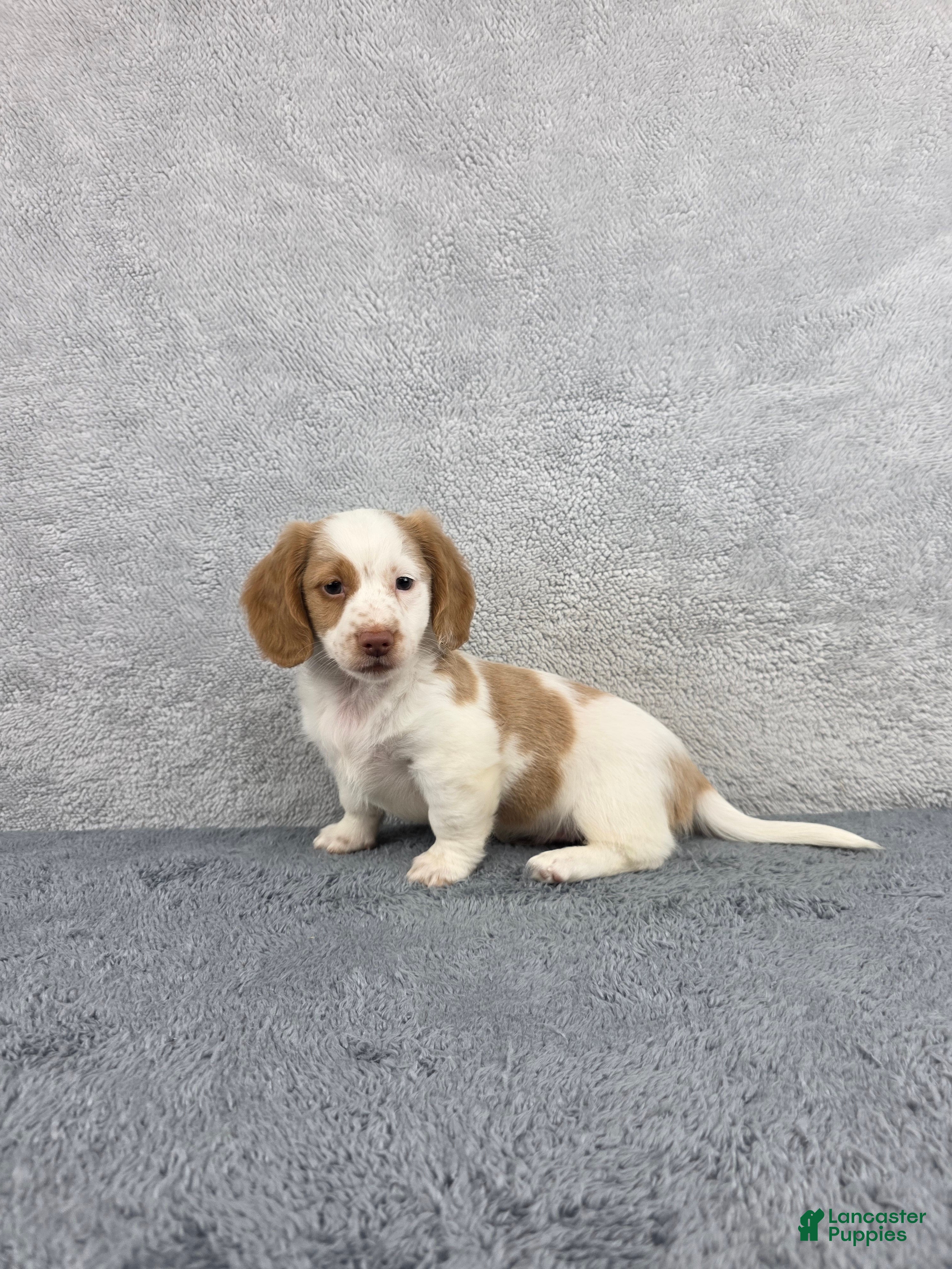 Miniature Dachshund dogs Leo - Ad 2