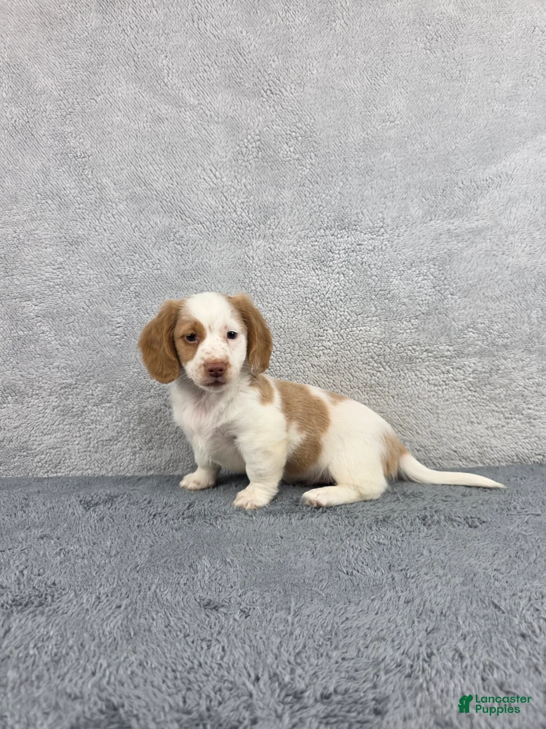 Miniature Dachshund dogs for sale: Leo - Ad 2