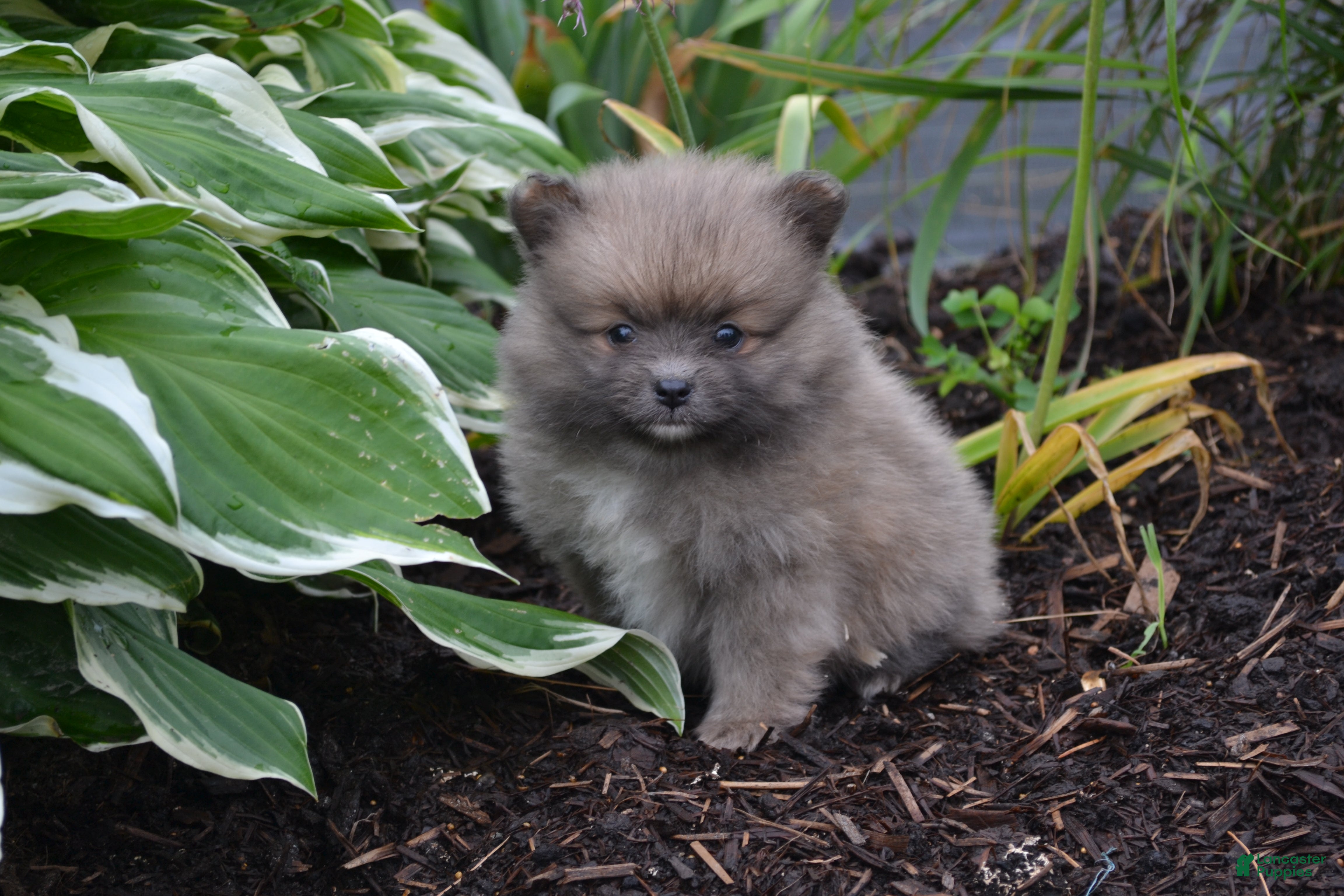 Pomeranian dogs Western - Ad 5