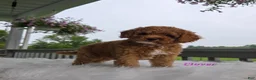 Cavapoo dogs for sale: Clover - Ad 4