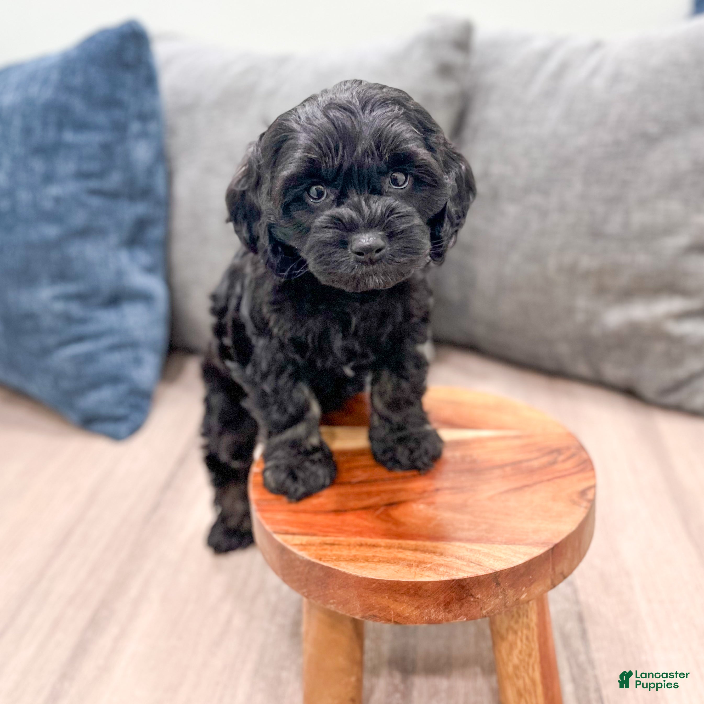 Cockapoo dogs Jasmine - Ad 2