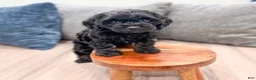 Cockapoo dogs for sale: Jasmine - Ad 2