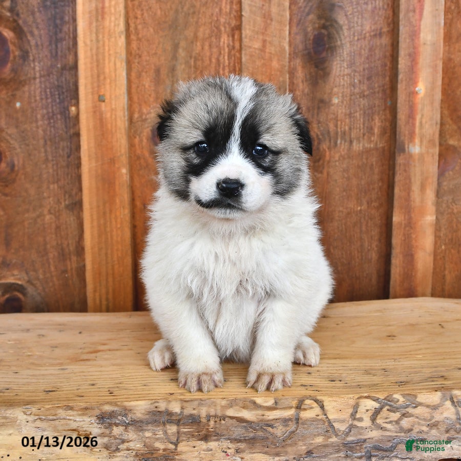 Mixed Breed dogs Bear - Ad 23