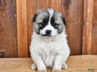 Mixed Breed dogs Bear - Ad 23