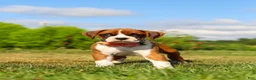 Boxer dogs for sale: Sandy - Ad 10