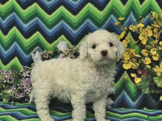 Cavapoo dogs - Ad 31